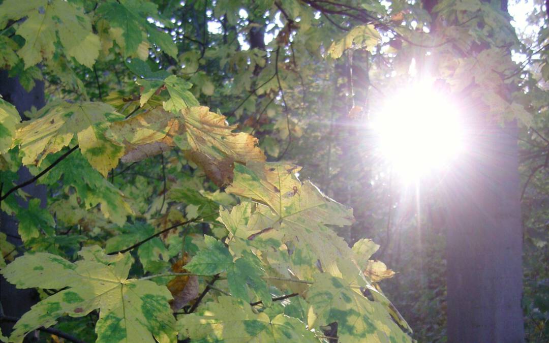 Herbstsonne: Sonne scheint durch herbstliche Ahornblätter
