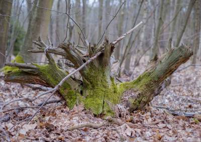 Osterwanderung Moritzburg 2018