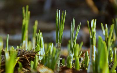 Andacht März: Frühling beginnt im Herzen