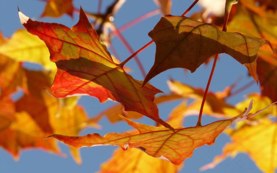 Andacht für Monat September: Zeit im Wandel