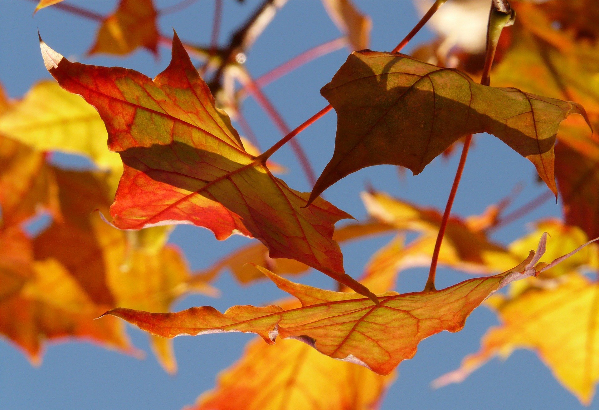 Buntes Herbstlaub vor strahlend blauem Himmel