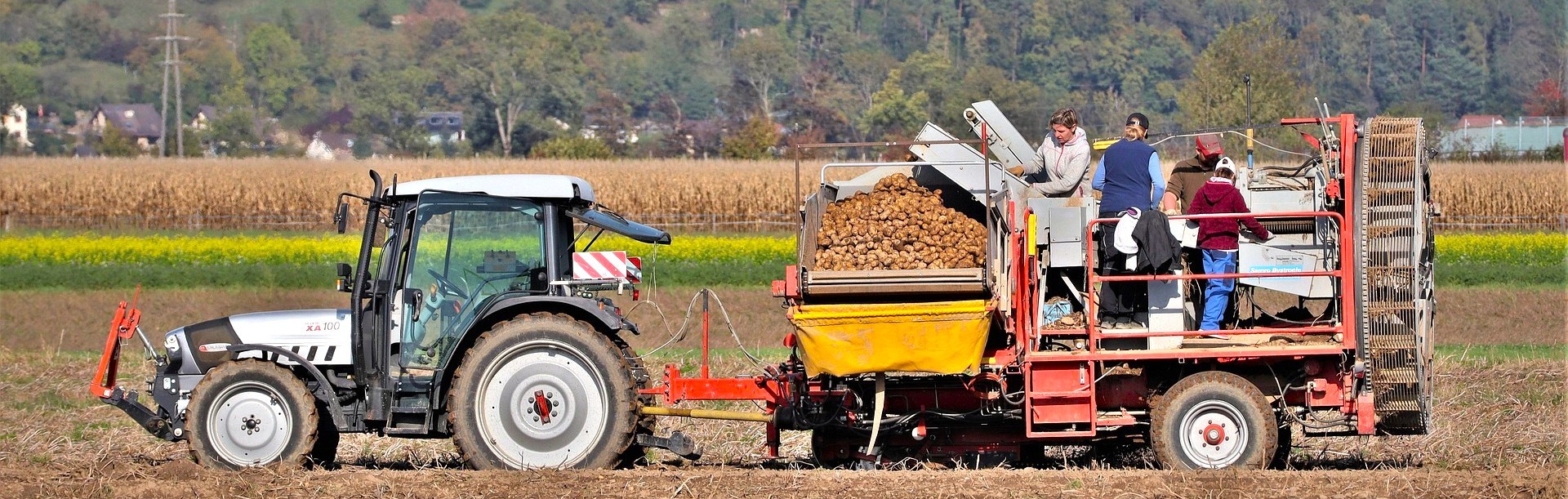 Bild von René Schaubhut auf Pixabay Kartoffelernte