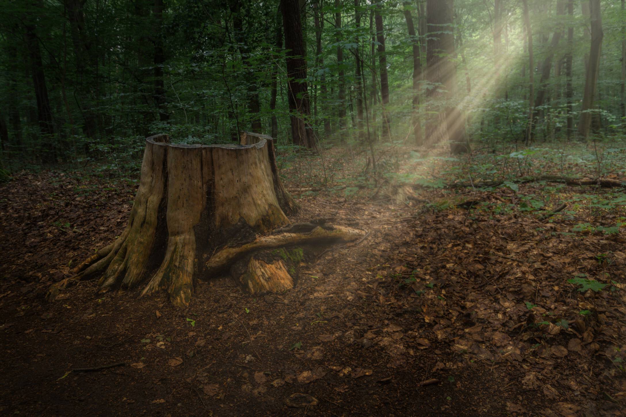 Sonnenstrahl im Herbstwald