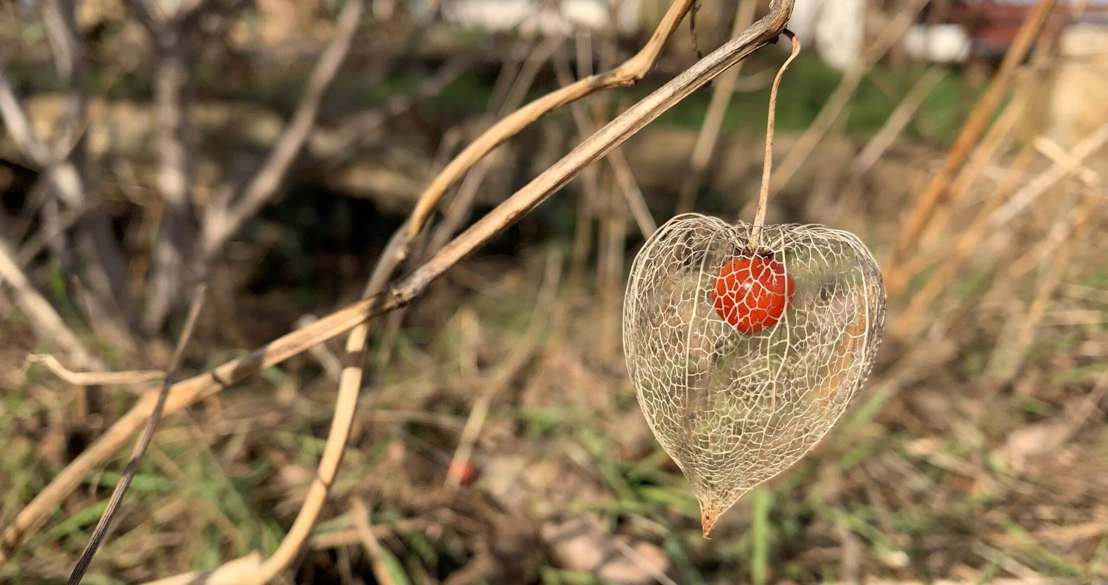 Physalis am Jahresanfang