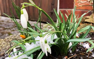 Monatsandacht März: Die Schneeglöckchen blühen schon