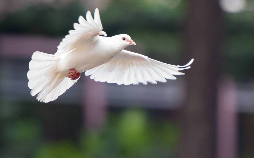 Andacht im Januar: Siehe, ich mache alles neu!