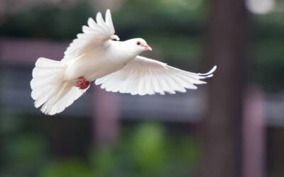 Andacht im Januar: Siehe, ich mache alles neu!