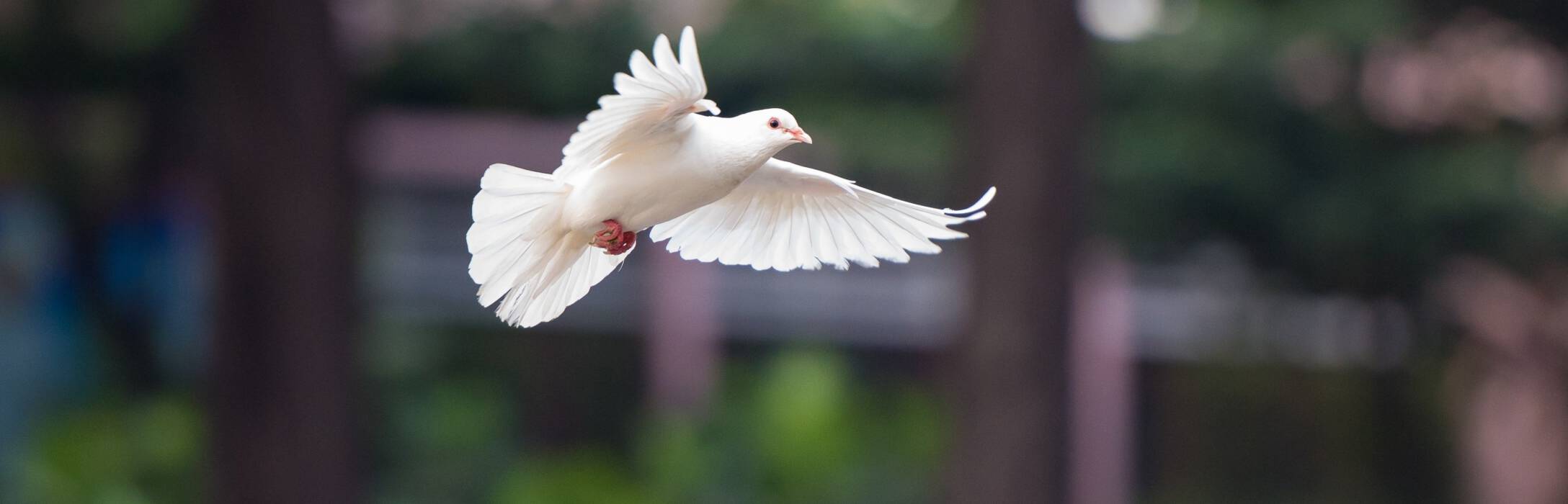 Taube schwebt