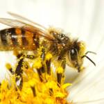 Von Bienen und Blütenstaub - Erntedankgottesdienst