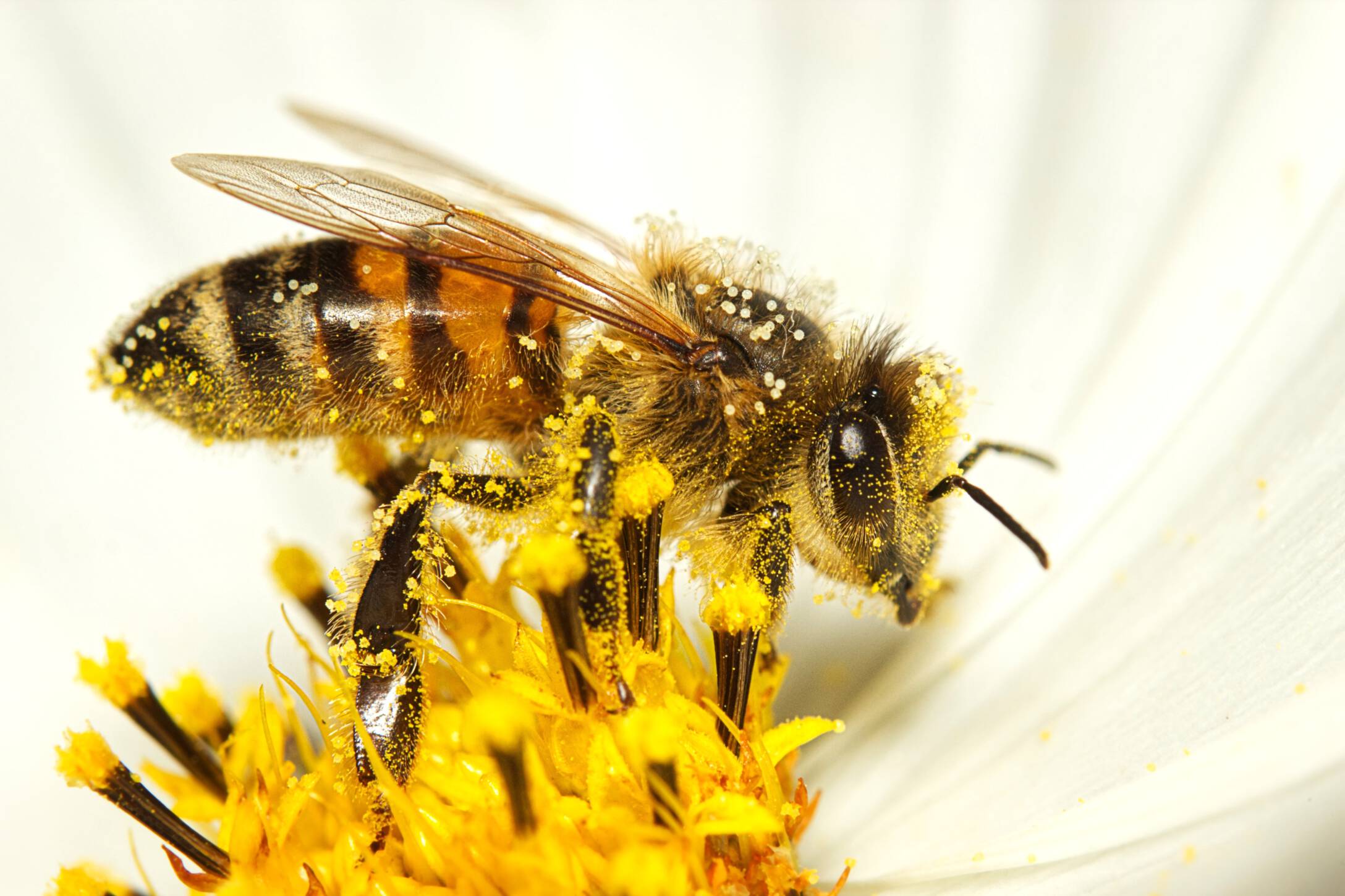 Von Bienen und Blütenstaub - Erntedankgottesdienst